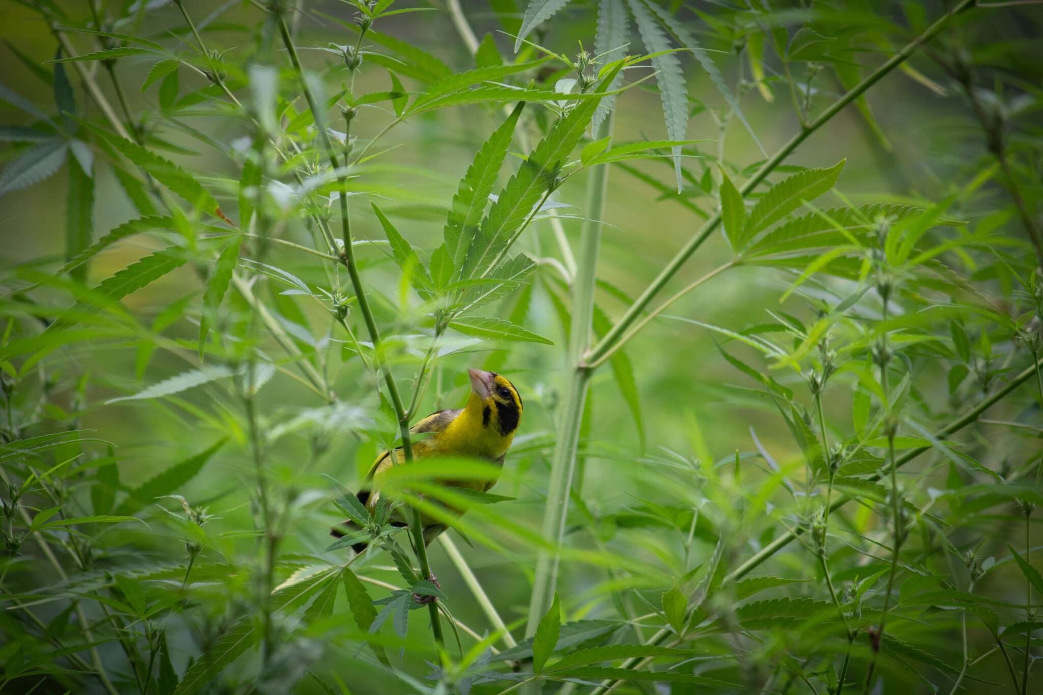 Image of Yellow-breasted Greenfinch