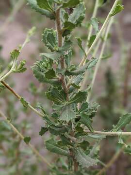 Plancia ëd Hazardia squarrosa var. grindelioides (DC.) W. D. Clark