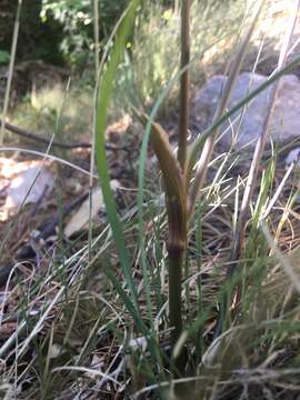 Image of Trans-Pecos false mountainparsley