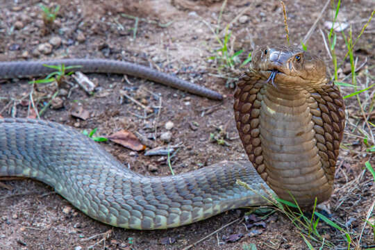 Image of Ashe’s spitting cobra