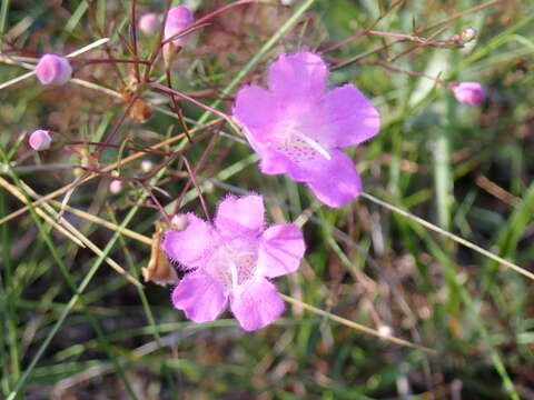 Image of Seminole False Foxglove