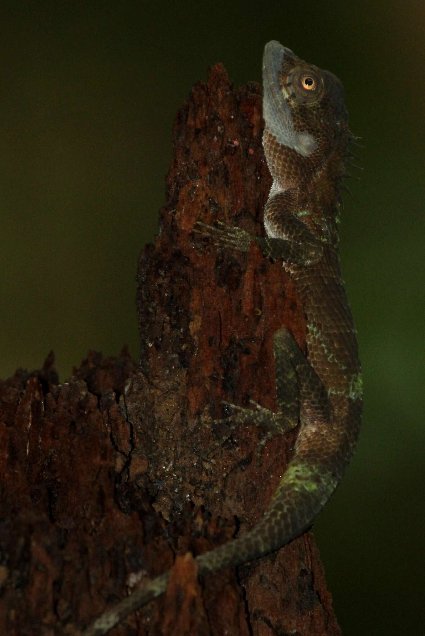 Plancia ëd Calotes liolepis Boulenger 1885