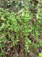 Imagem de Coprosma rhamnoides A. Cunn.