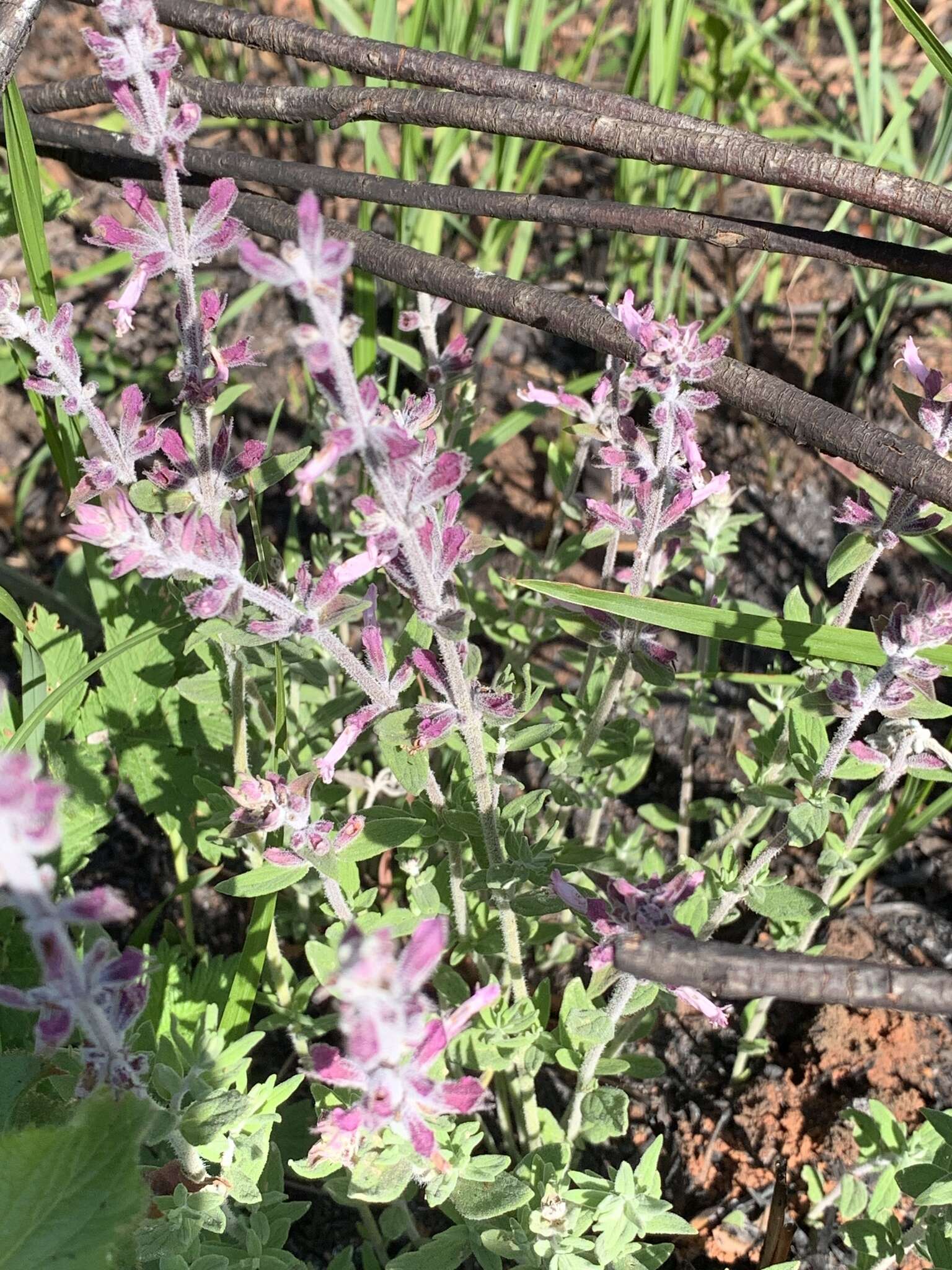 Image of Syncolostemon teucriifolius (Hochst.) D. F. Otieno