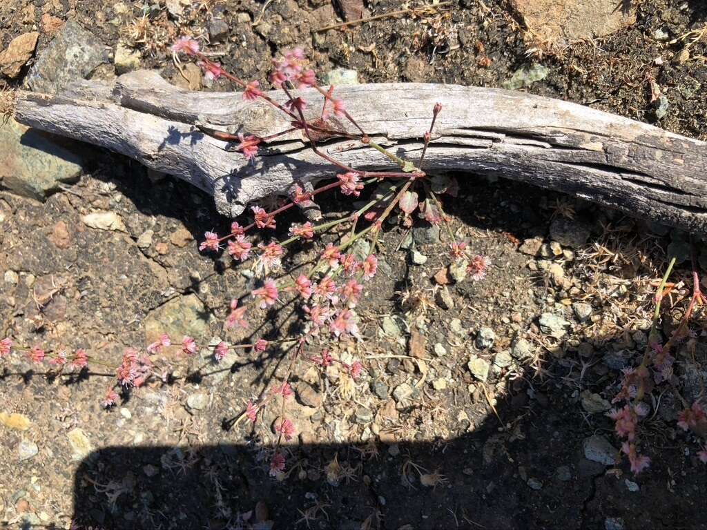 Слика од Eriogonum luteolum var. luteolum