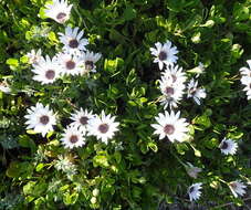 Image of shrubby daisybush