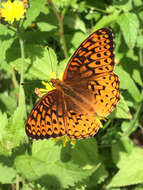 Image of Atlantis Fritillary