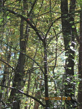 Image of plumleaf crab apple