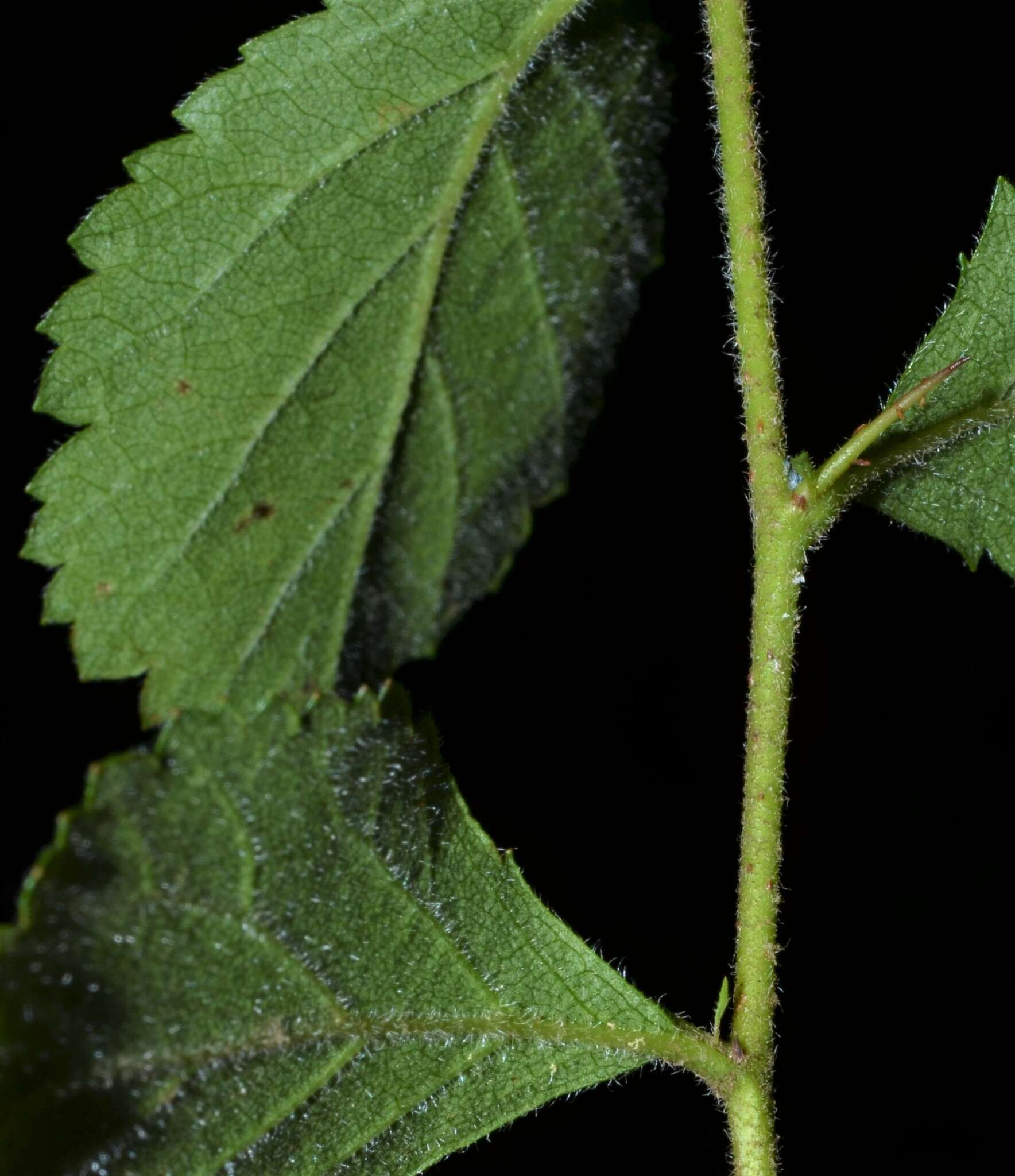 Image of dwarf hawthorn