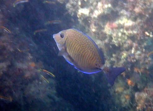 Image of Yellowspotted Sawtail