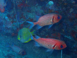 Image of Blacktip Soldierfish