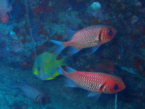 Image of Blacktip Soldierfish