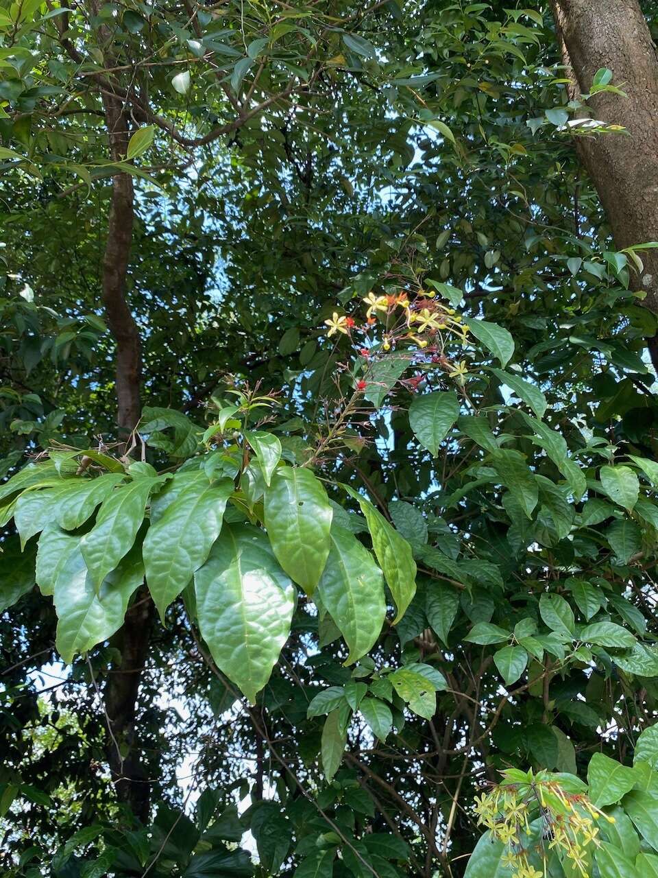 Imagem de Clerodendrum laevifolium Blume