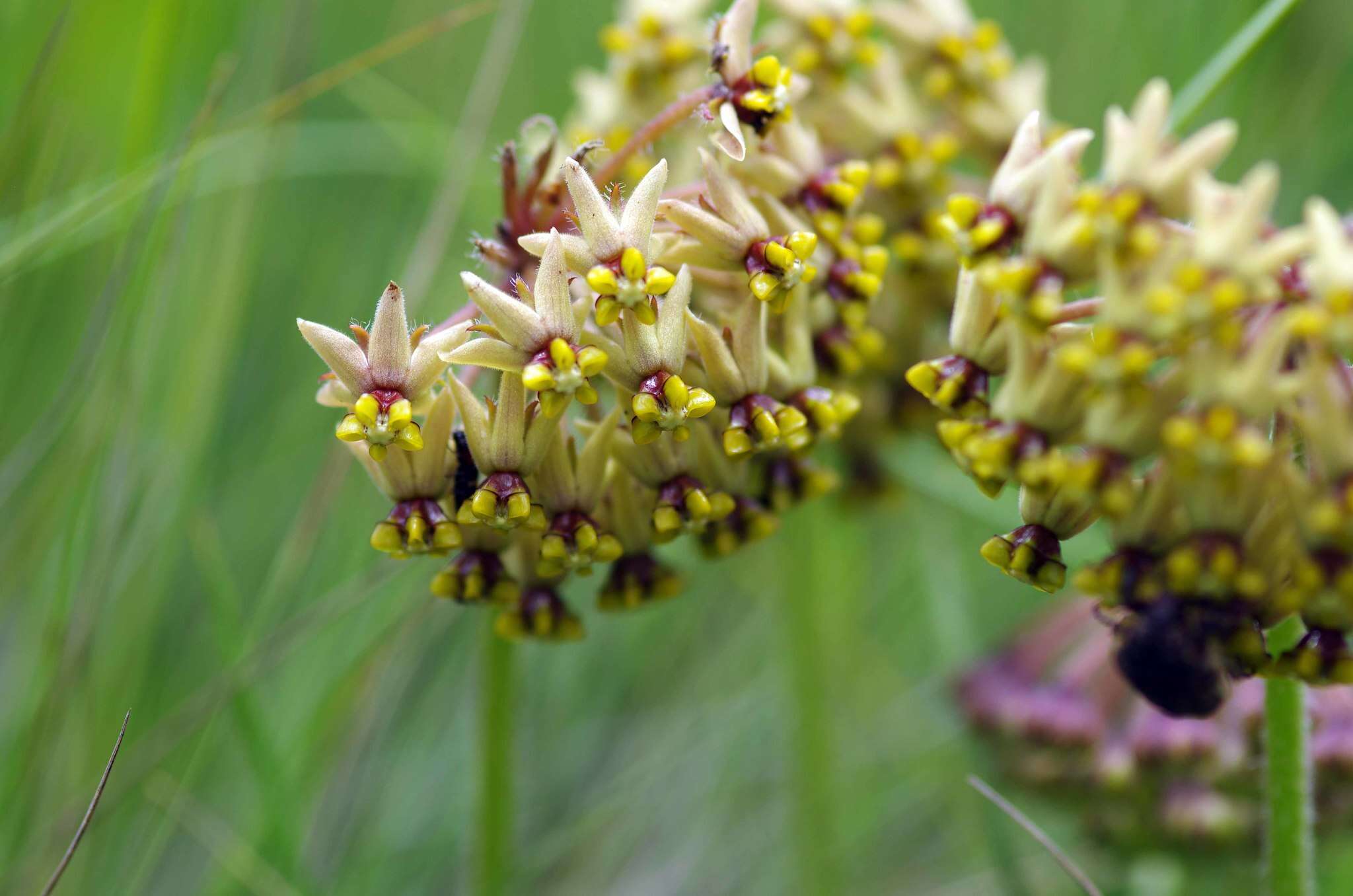 صورة Asclepias vicaria N. E. Br.