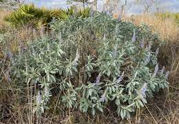 Image of sky-blue lupine