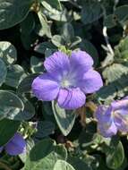 Image of Barleria taitensis S. Moore