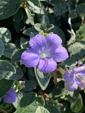 Image de Barleria taitensis S. Moore