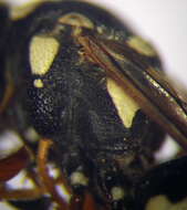 Image de Pterocheilus