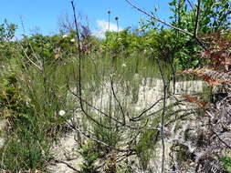 Image of Cephalaria humilis (Thunb.) Roem. & Schult.