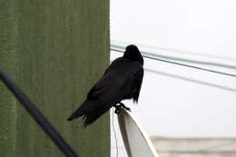 Imagem de <i>Corvus macrorhynchos culminatus</i>