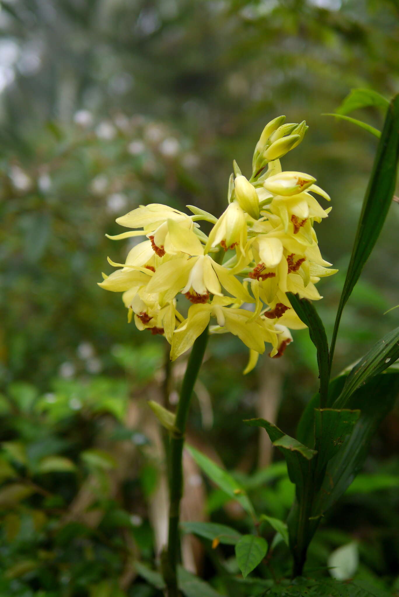 Imagem de Phaius flavus (Blume) Lindl.