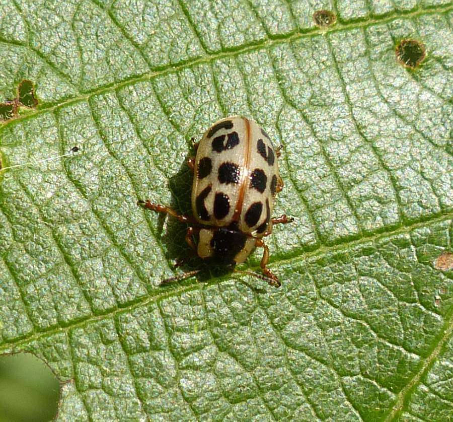 Image of Chrysomela (Macrolina) mainensis J. Bechyné 1954