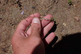 Image of Saltugilia caruifolia