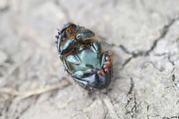 Image of Onthophagus (Palaeonthophagus) vacca (Linnaeus 1767)