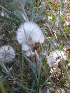 Image of Senecio crassiflorus (Poir.) DC.