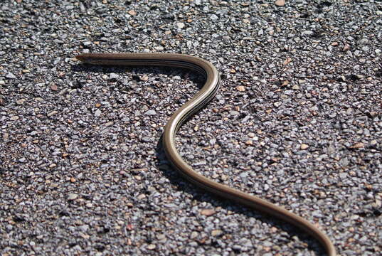 Image of Glass Lizards