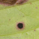 Image of Puccinia porphyrogenita M. A. Curtis 1876