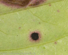 Image of Puccinia porphyrogenita M. A. Curtis 1876