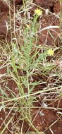 Plancia ëd Osteospermum muricatum E. Mey. ex DC.