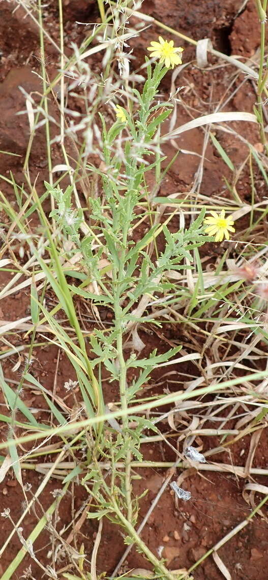 Plancia ëd Osteospermum muricatum E. Mey. ex DC.