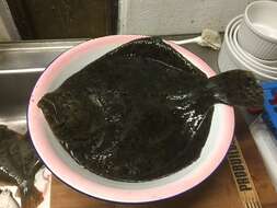 Image of turbots