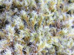 Image of racomitrium moss