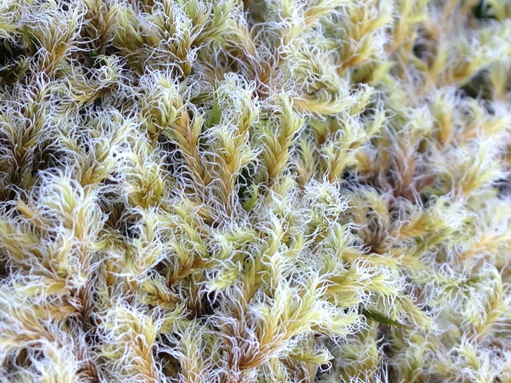 Image of racomitrium moss