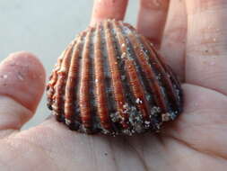 Image of Moroccan cockle