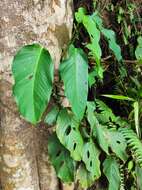 Image of Monstera adansonii subsp. laniata (Schott) Mayo & I. M. Andrade