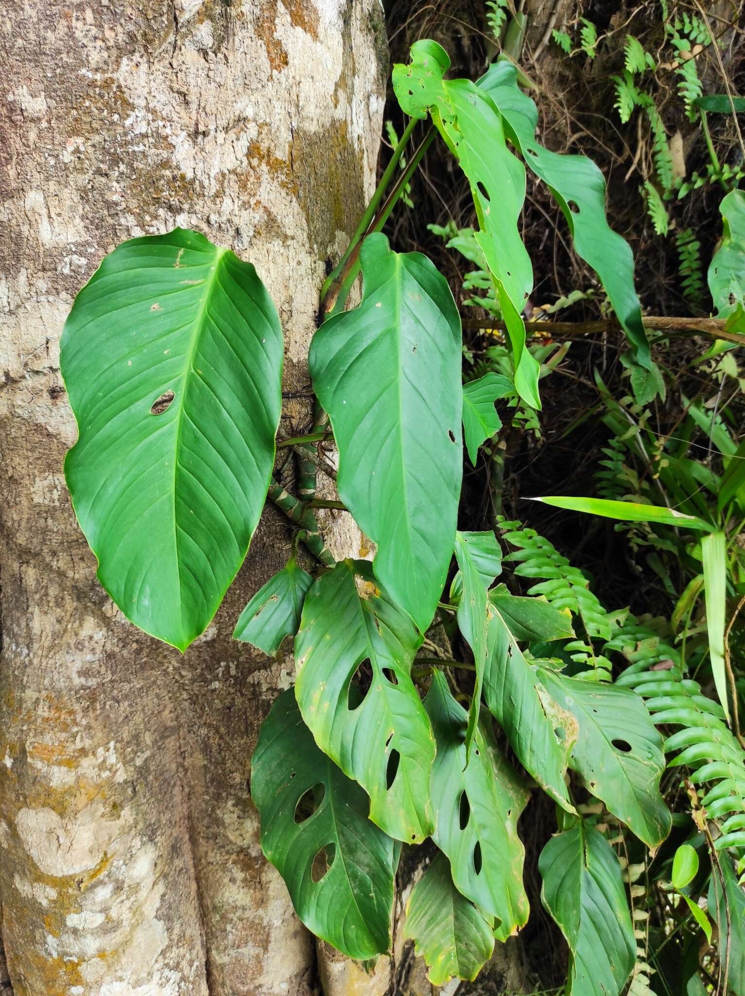 Monstera adansonii subsp. laniata (Schott) Mayo & I. M. Andrade resmi