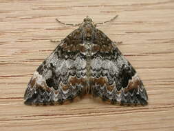 Image of common marbled carpet