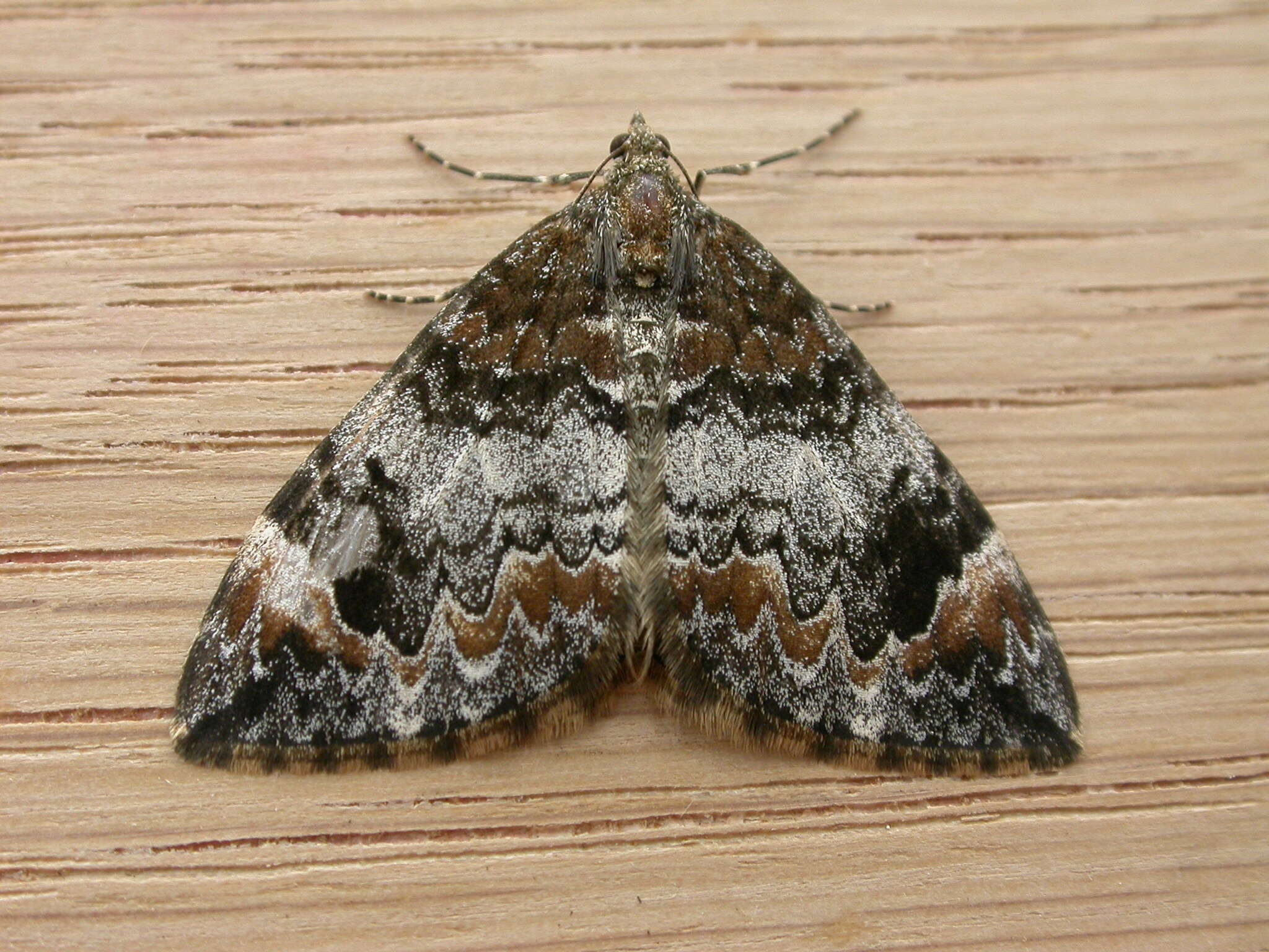 Image of common marbled carpet