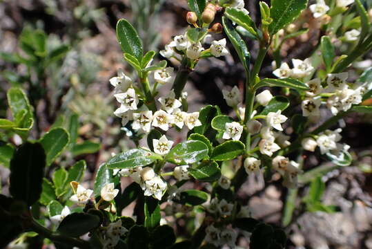 Image of Discaria chacaye (G. Don) R. D. Tortosa