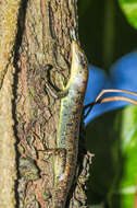 Image of Samoa Skink