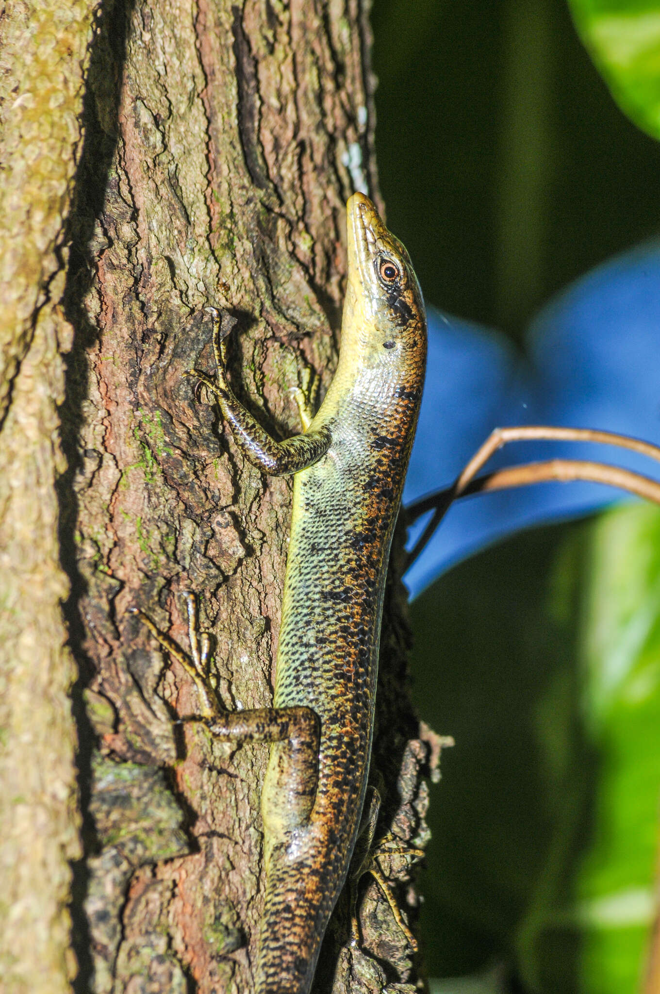 Image of Samoa Skink