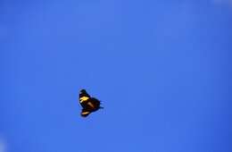 Image of Homerus Swallowtail
