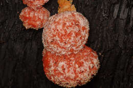 Image of Tubifera tomentosa