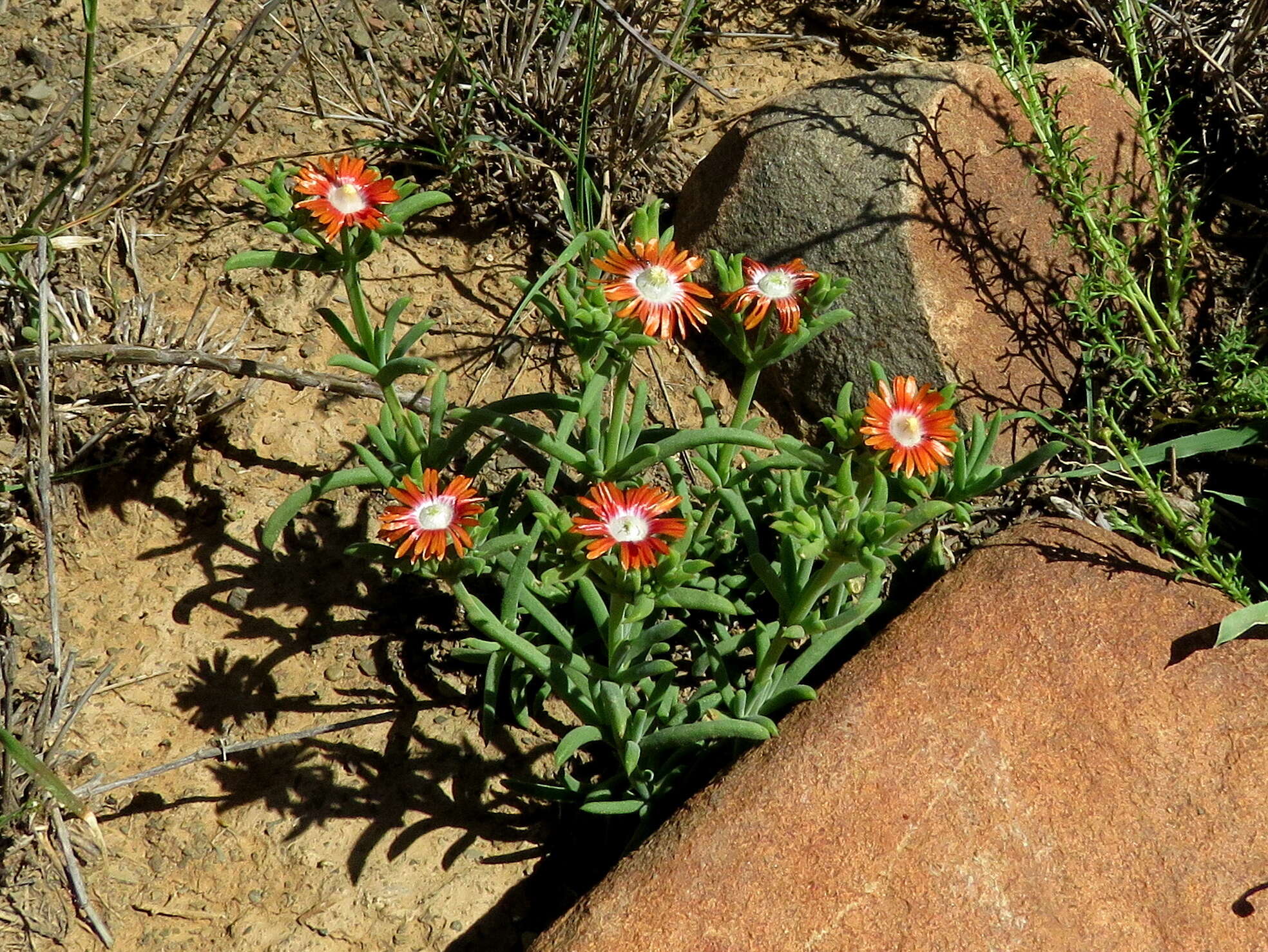 Imagem de Delosperma multiflorum L. Bol.