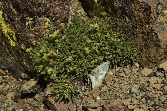 Image of Mount Eddy Jacob's-ladder