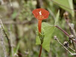 Ipomoea rubriflora O'Donell resmi